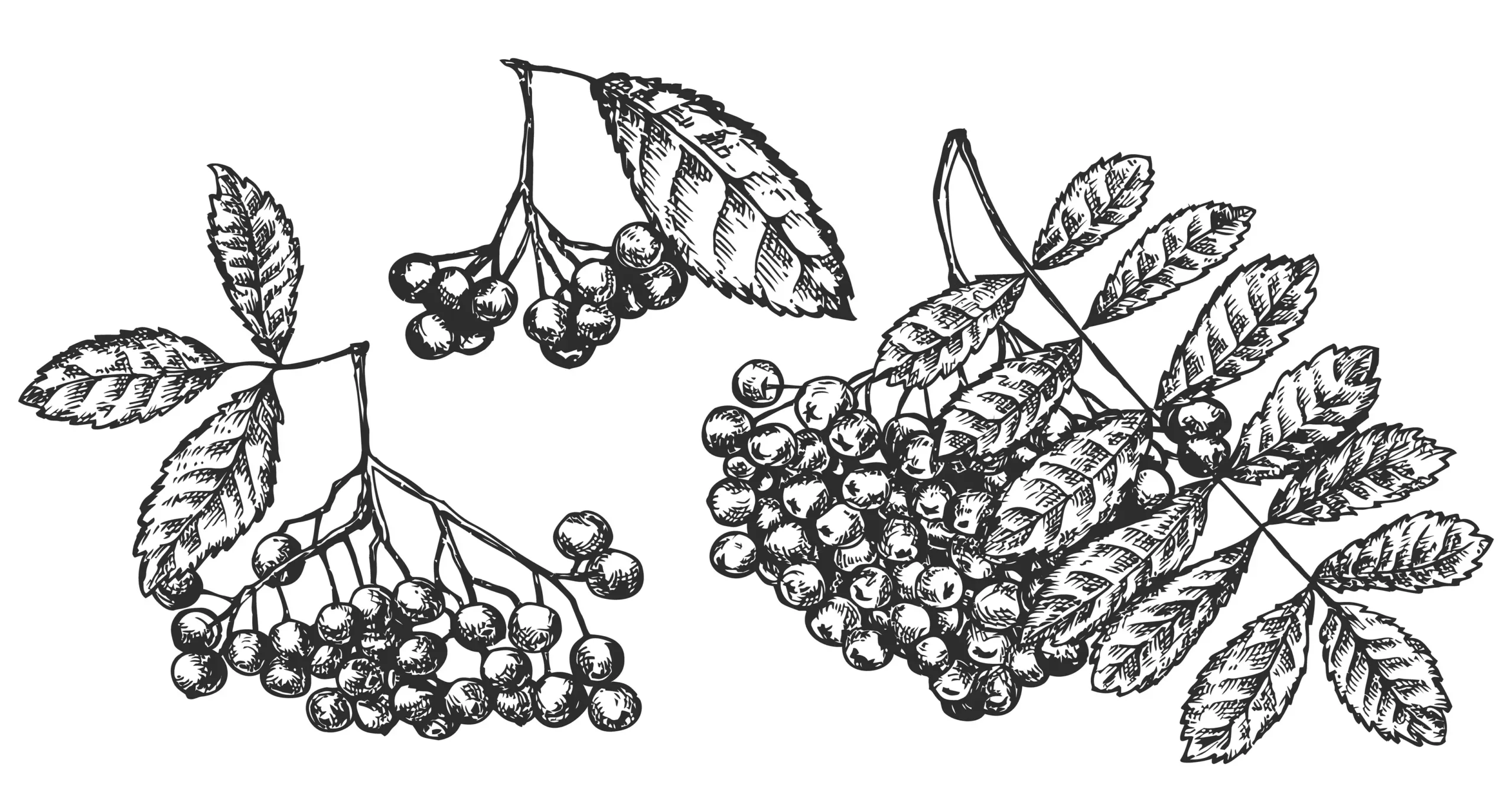 Schisandra