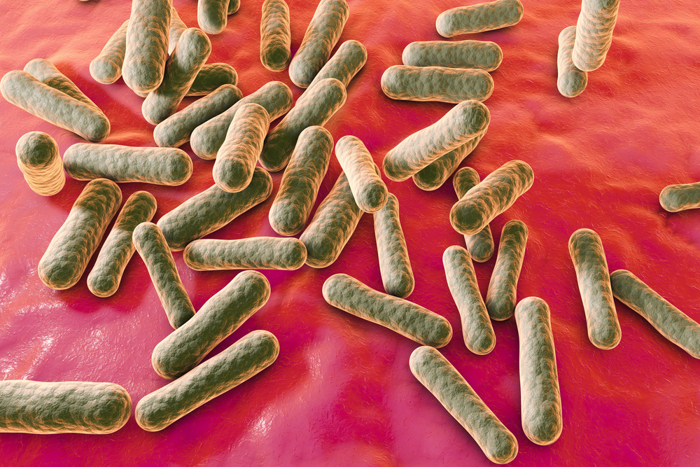 Bifidobacterium Breve