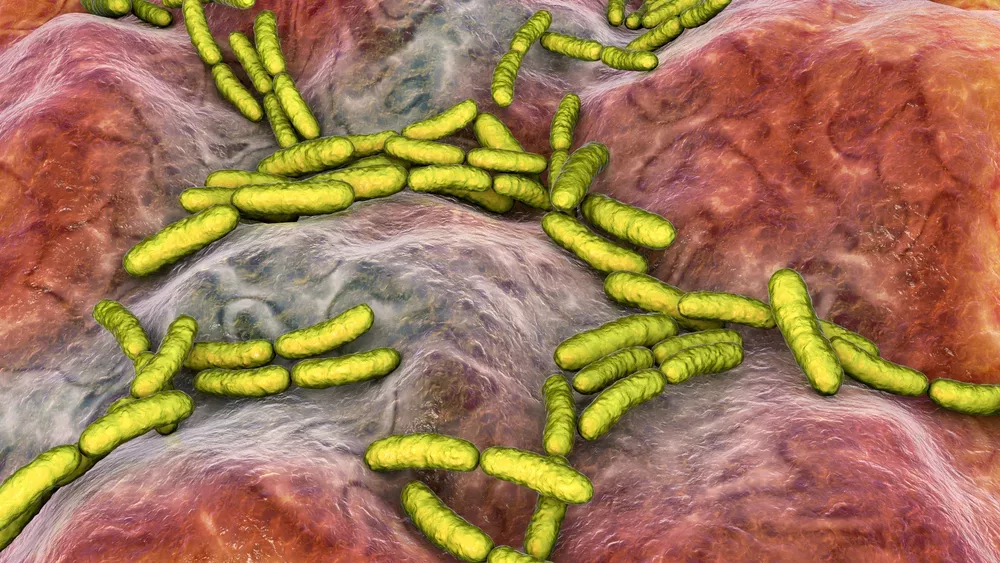 Lactobacillus Helveticus