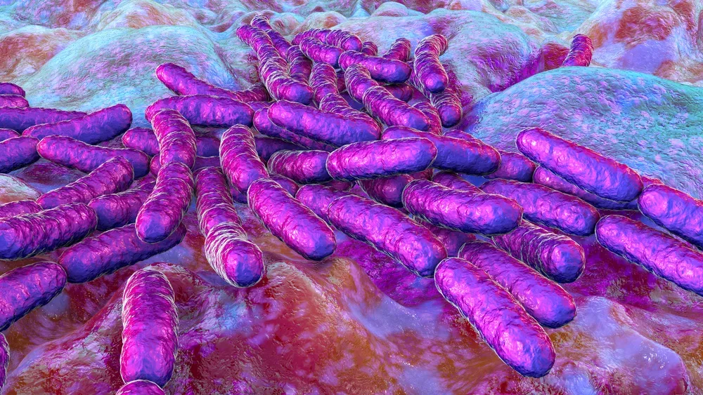 Lactobacillus Paracasei