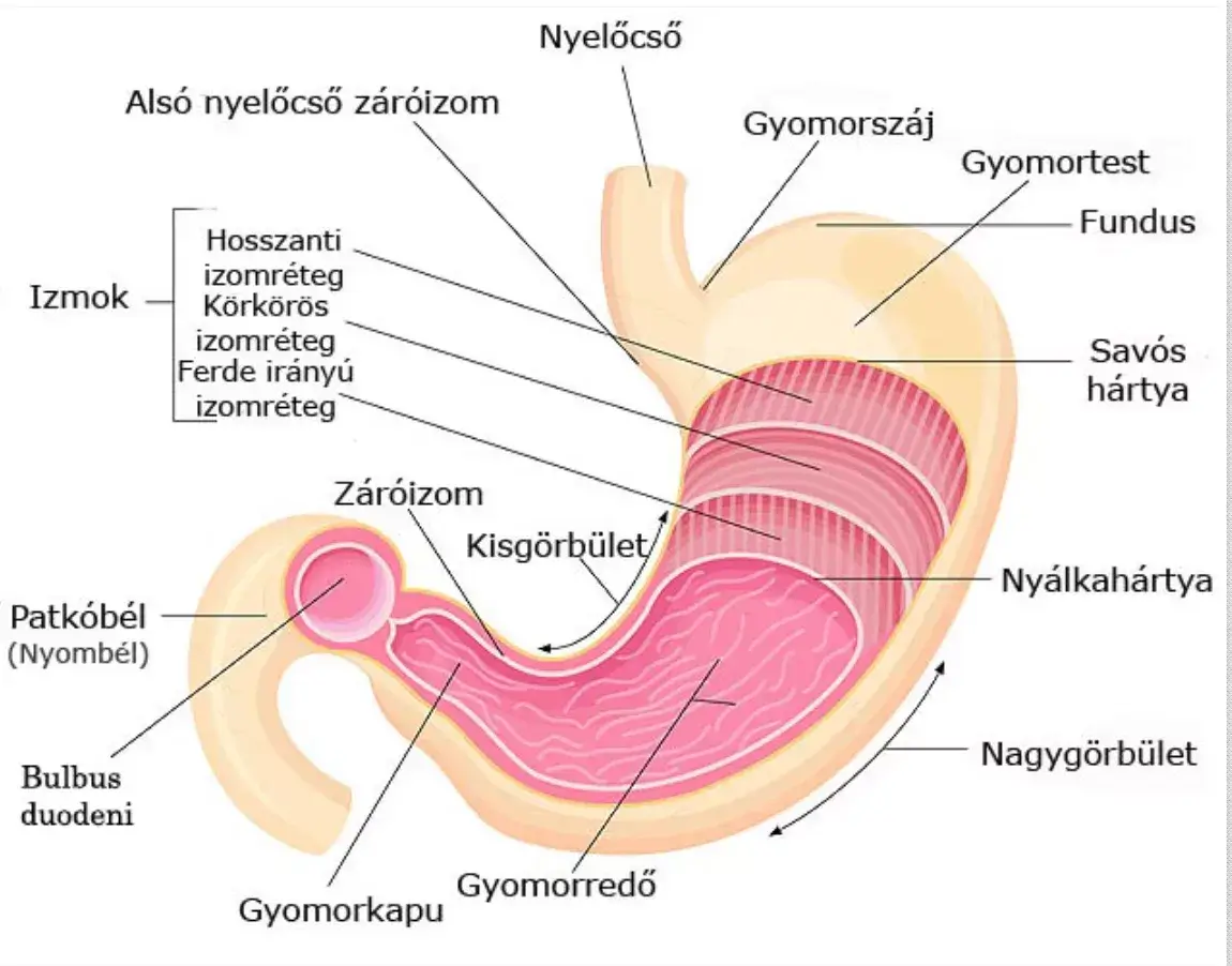 Nyombélfekély