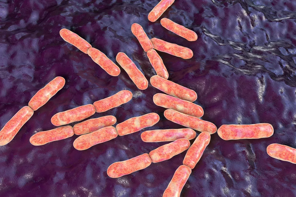 Bifidobacterium Longum