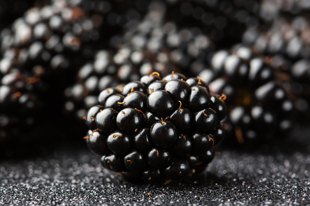 Szederpüré-koncentrátum